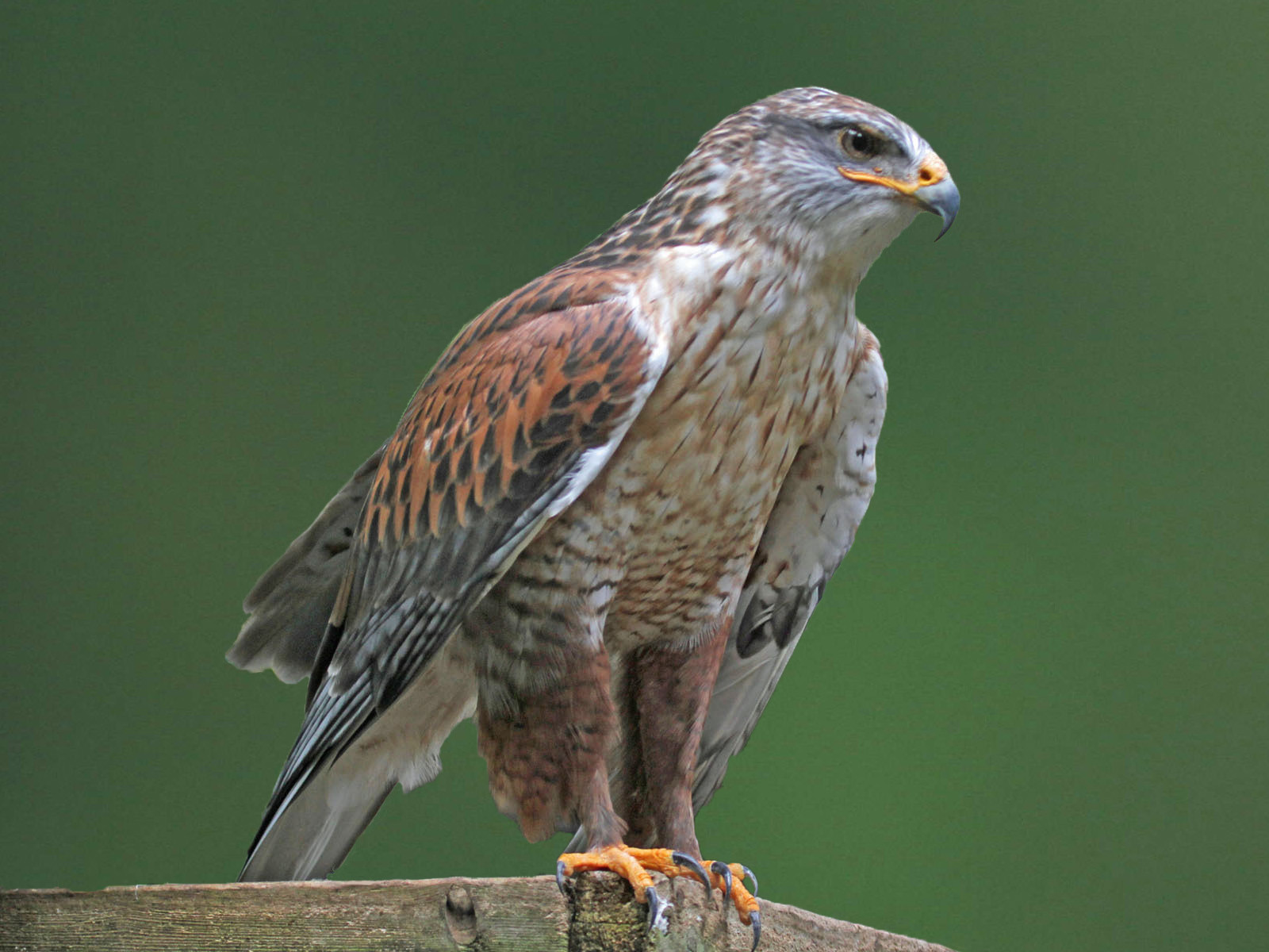 image Ferruginous Hawk